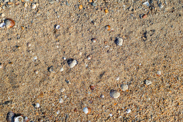 Sea shells on sand. Summer beach background