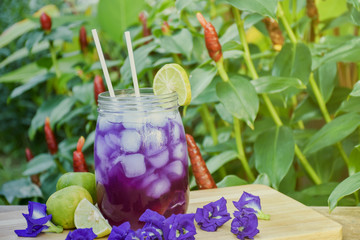 Healthy herbal drinks for summer. Butterfly pea and lemon grass juice in ice with honey and lemon. Cold purple blue drinks served in green garden.Afternoon light effect added.