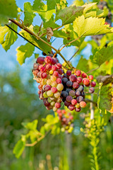 Semi-ripe grapes in the vineyard