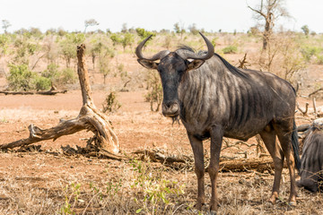 Wilderbeests at Kruger National Park, South Africa