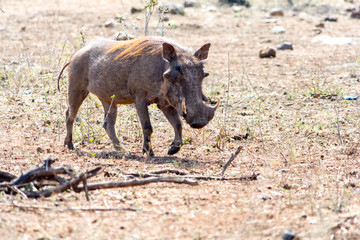  Warthog at Kruger National Park, South Africa