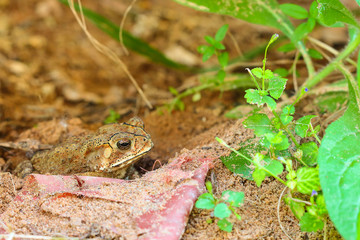 Toad hibernate.