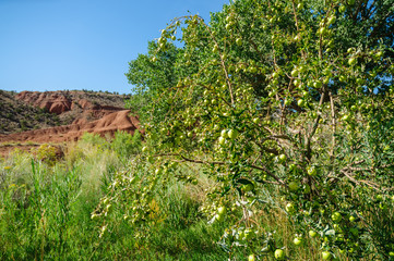 Capitol Reef National Park