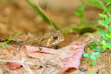 Toad hibernate.