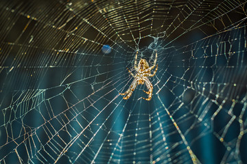 Spider on the web