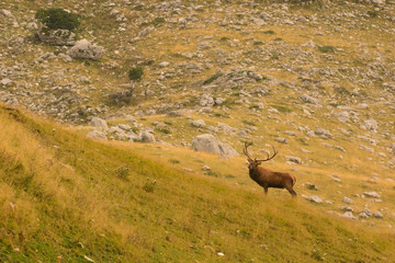 cervo europeo (Cervus elaphus) - ritratto