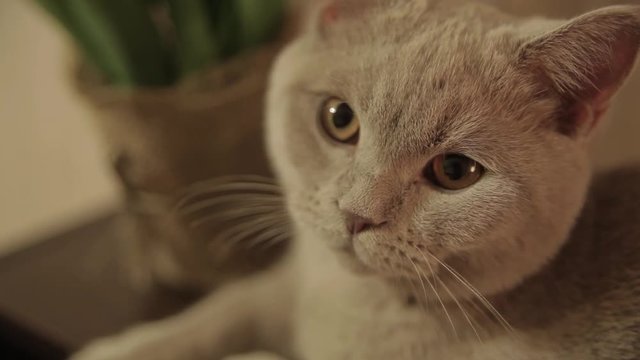 Cat Mickey