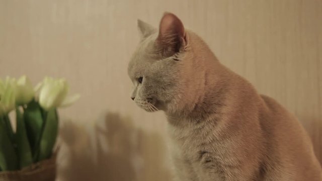 Cat Mickey