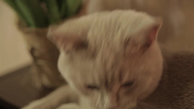 Cat Mickey
