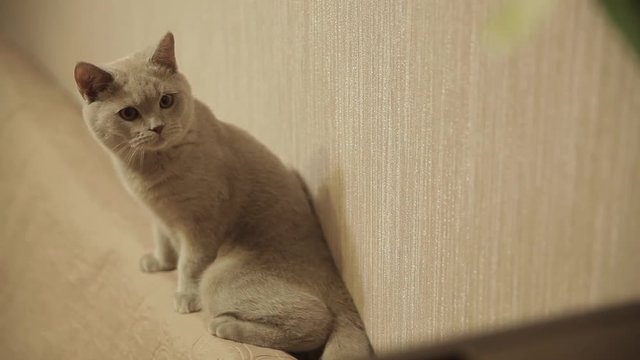 Cat Mickey