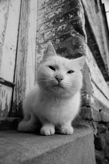 Gata mirando cámara