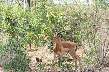 Naklejka na ściany i meble Antelopes in Kruger National Park, South Africa
