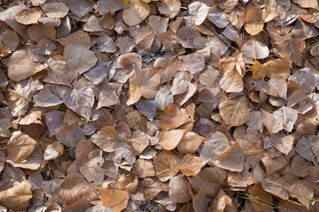 Autumn leaves background.