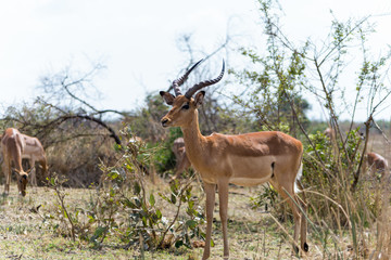 Antelopes in Kruger National Park, South Africa
