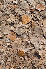 Autumn leaves background.