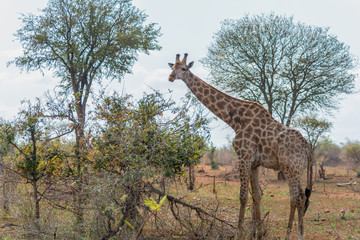 Giraffes in Kruger National Park, South Africa