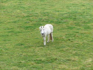 Fototapeta premium Cheval blanc vue hauteur