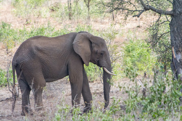 Fototapeta premium Elephants in Kruger National Park, South Africa