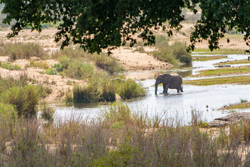 Elephants in Kruger National Park, South Africa