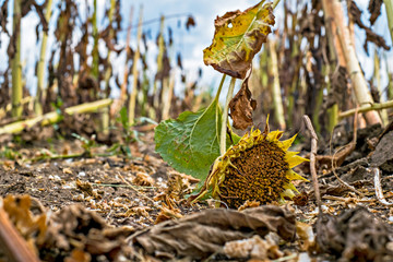 Sunflower field after harvest.