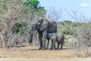 Obraz premium Elephants in Kruger National Park, South Africa