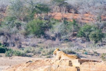 Lions in Greater Kruger National Park, South Africa