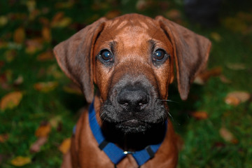 Rhodesian Ridgeback Welpe