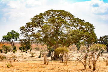 Landscape in Kruger National Park, South Africa