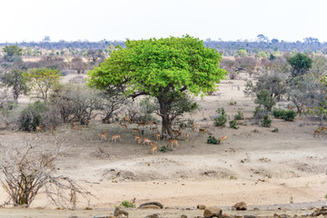 Antelopes in Kruger National Park, South Africa