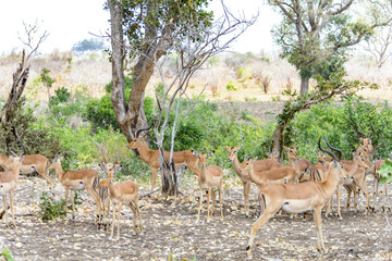Antelopes in Kruger National Park, South Africa
