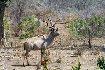 Kudu in Kruger National Park, South Africa