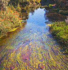 Naklejka premium The flow of the river in the countryside with grass and algae