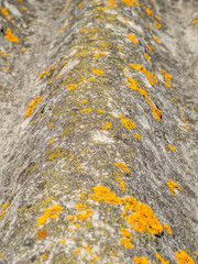 The old, overgrown with moss, closeup view