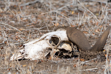 African Buffalo Skull at Kruger National Park, South Africa