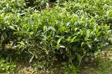 Thé, théier, Camellia sinensis, Ile de Mahé, Iles Seychelles