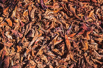 The surface of the ground in the park, covered with fallen leaves of chestnut brown color and Firebugs (pyrrhocoridae)