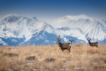Deer in front of snowy peaks - Powered by Adobe