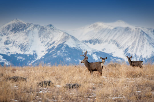 Deer in front of snowy peaks