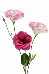 Fototapeta premium kwiat eustoma