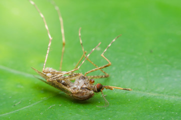 mosquito dead on green leaf