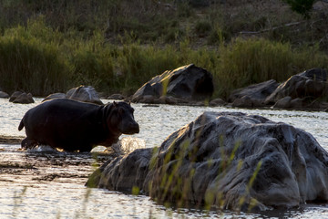 Hippopotamus in the River in greater Kruger National Park, South
