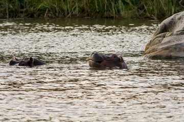 Hippopotamus in the River in greater Kruger National Park, South