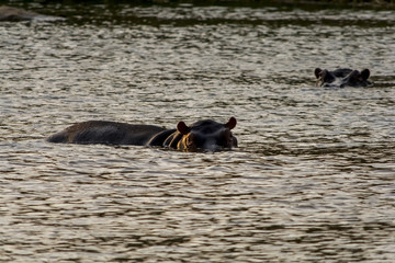Hippopotamus in the River in greater Kruger National Park, South