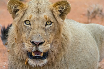 Portraiture of young male lion in Kruger National Park, South Af