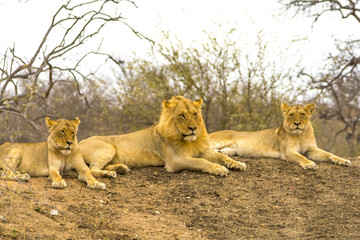 Pride of lions in Greater Kruger National Park, South Africa