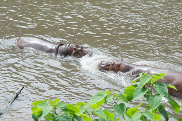 Obraz premium Hippo (Hippopotamus amphibius) fighting in the water
