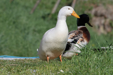 Ente
