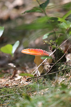 Pilz