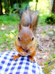 Cute squirrel eating a nut, closeup