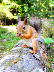 Naklejka na ściany i meble Cute squirrel eating a nut, closeup